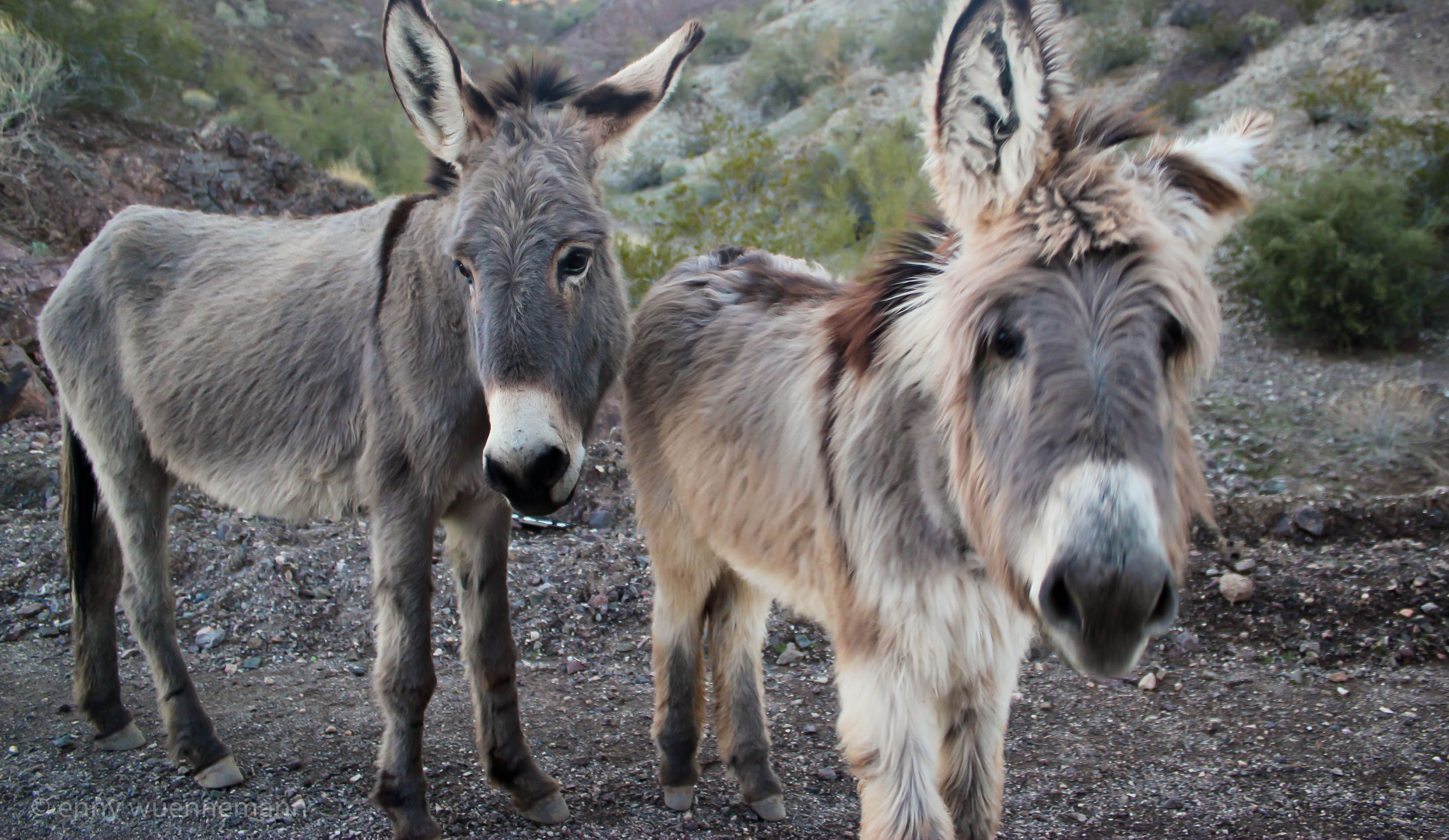 Wild donkeys in Arizona #wanderlust #animals | Desert animals, Cute