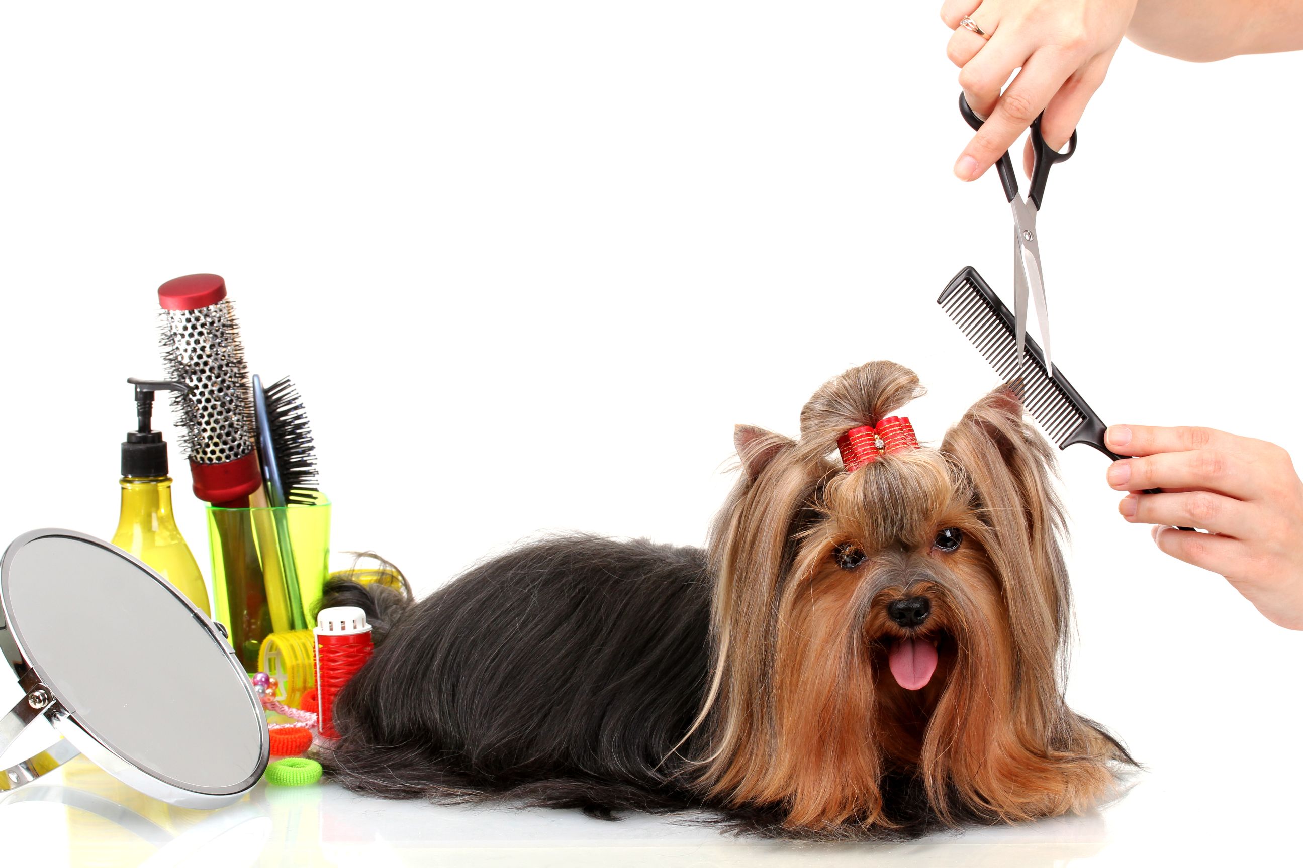 Pet Grooming Basics | SmartGuy