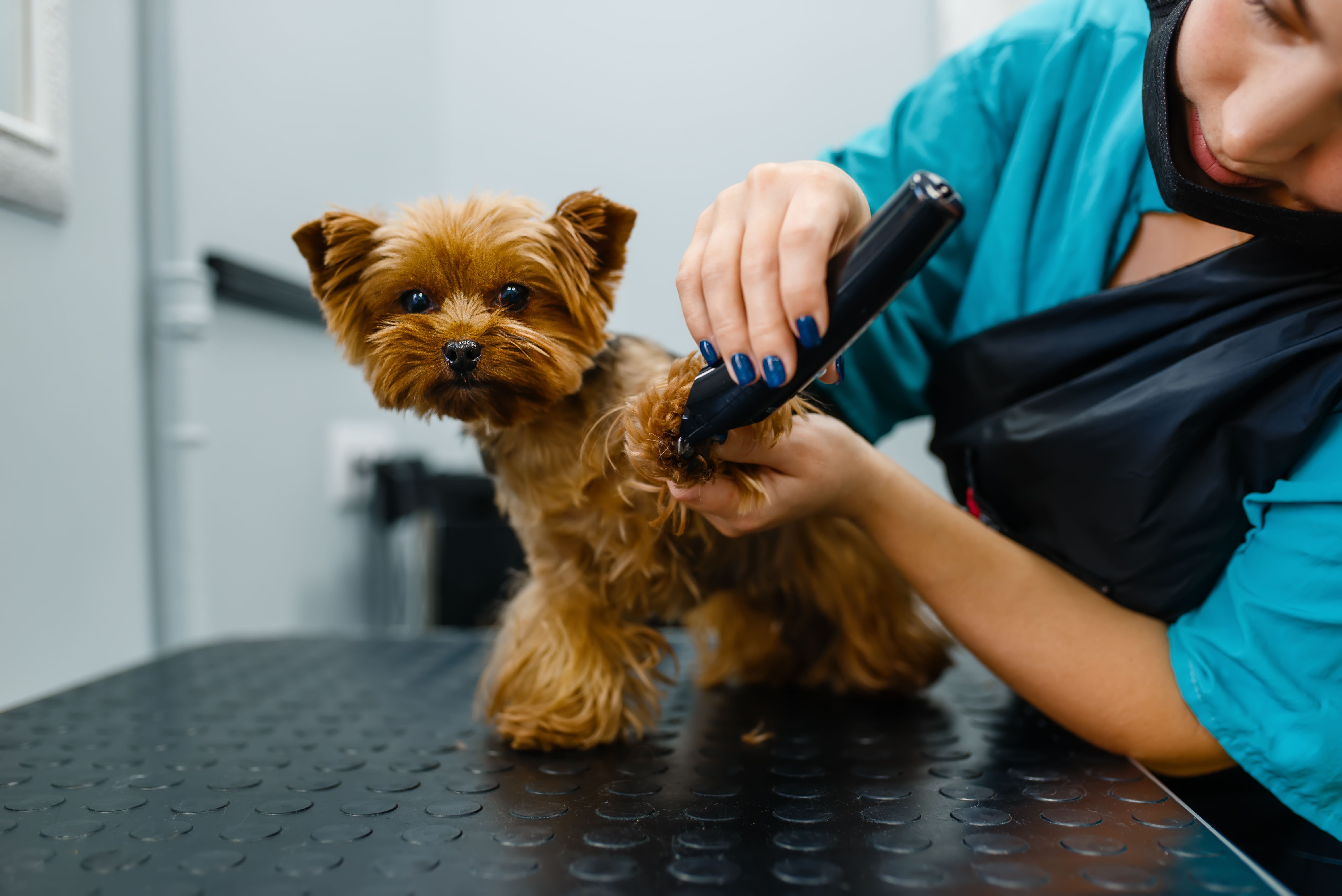 Should I Tip Mobile Dog Groomer