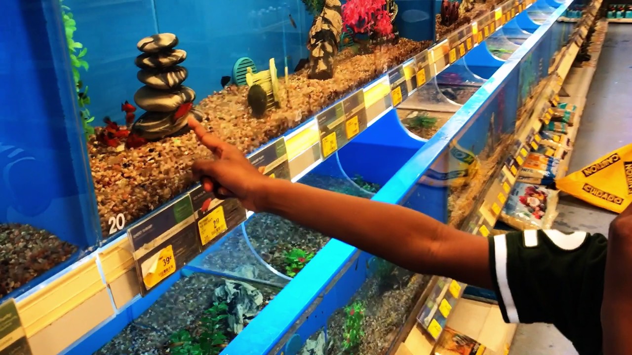 Pet Shop Near Me Fish - A V Pet Shop Azadpur Pet Shops For Dog In Delhi