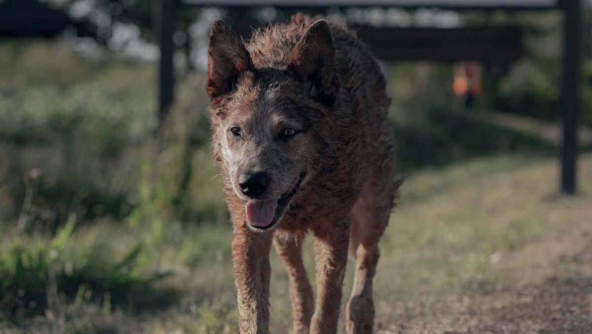 PET SEMATARY: BLOODLINES Trailer Gives Us a Prequel to the Stephen King