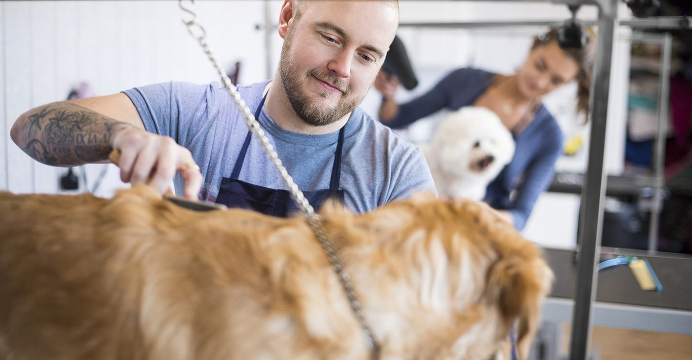 10 Best Pet & Dog Groomers Near Me (Free Estimates)