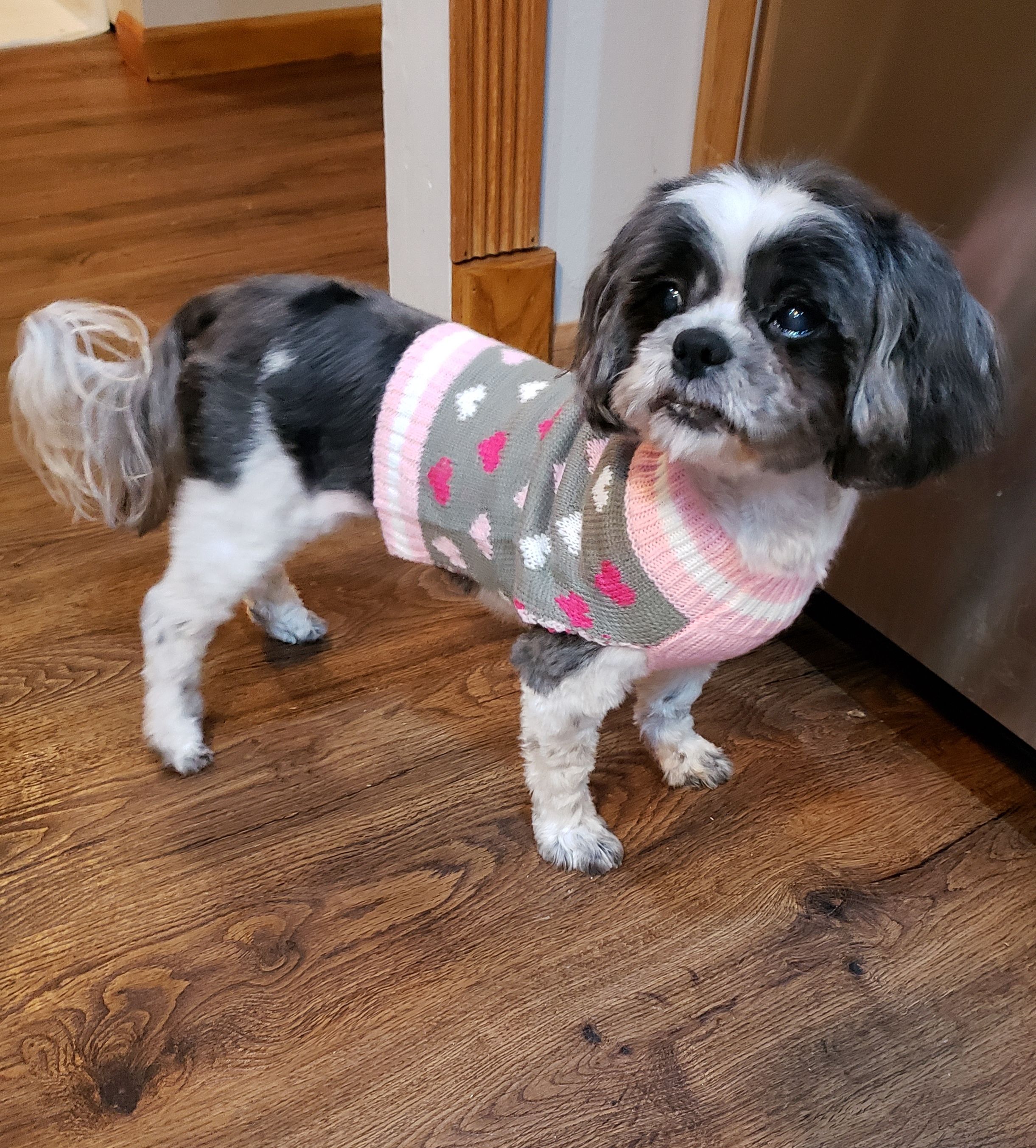 Adopt Rosie ADOPTED on Petfinder | Small dog rescue, Dog adoption