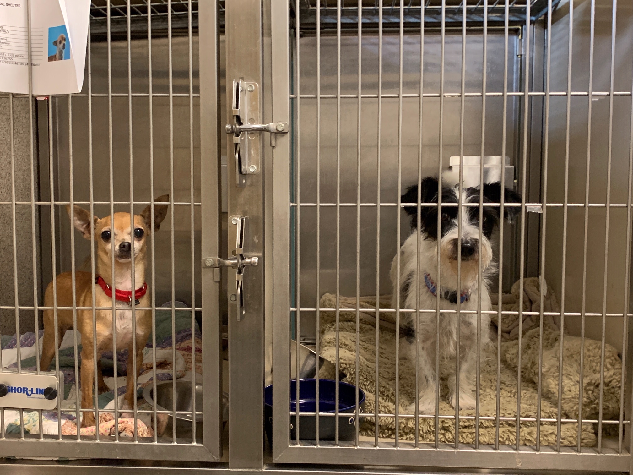 Palm Springs Animal Shelter Pleading for Help – NBC Palm Springs