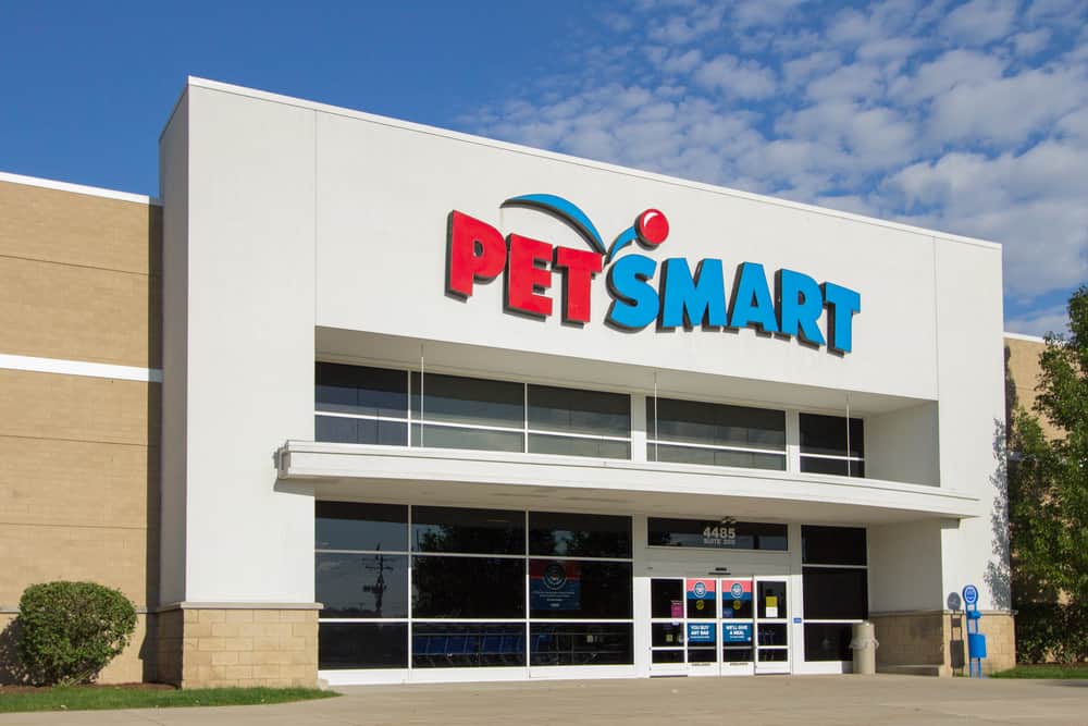 How Much Are Cats At PetSmart? (Explained) (2022)