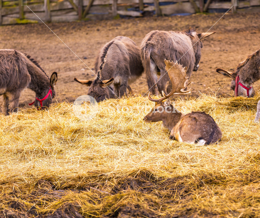 pet donkey wild elk Lessons from a donkey