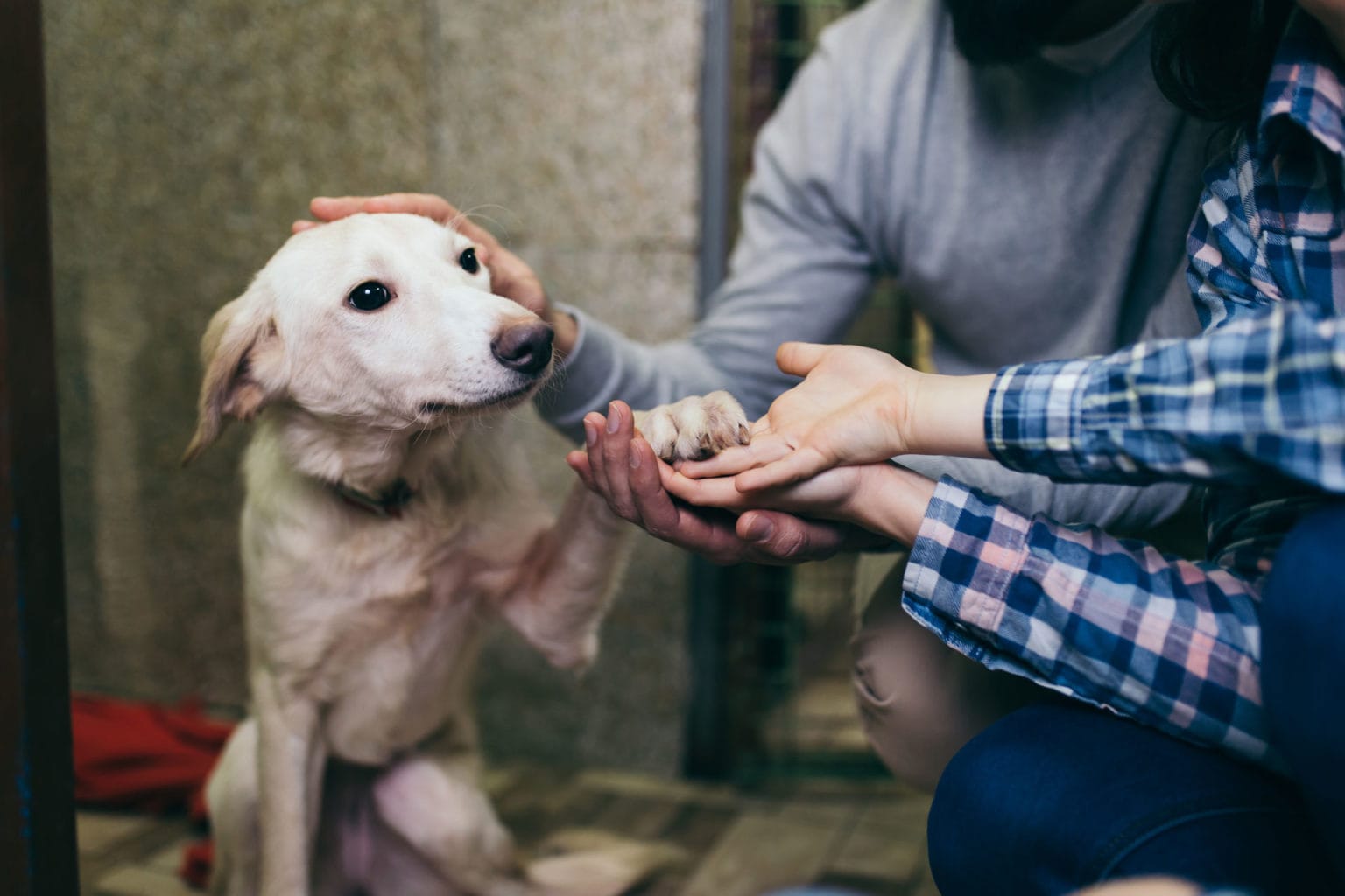 adopt a pet rehome Rehome a pet