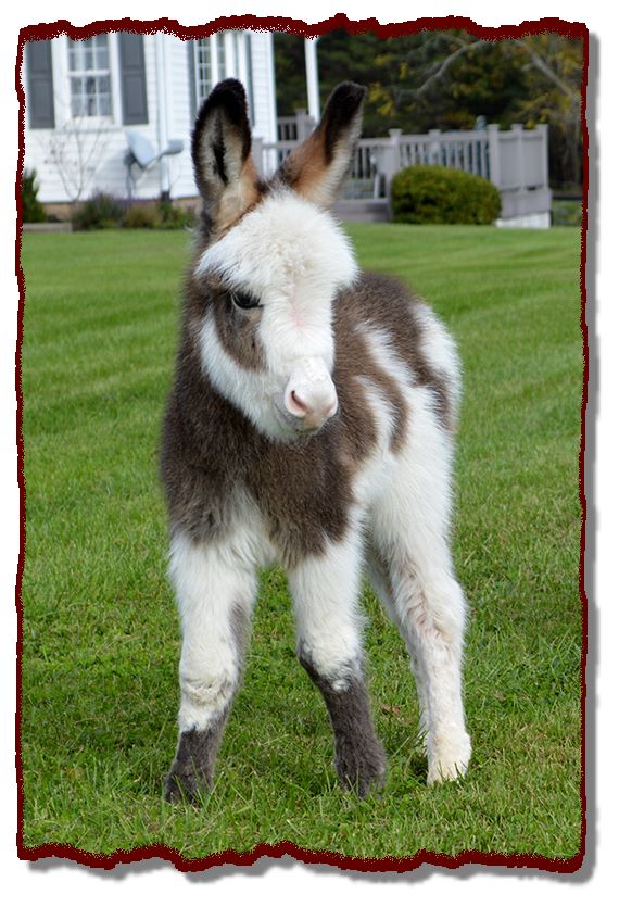 pet donkeys for sale Donkey miniature baby donkeys click babies mini newborns minidonks newborn born obby spotted enlarge farm our