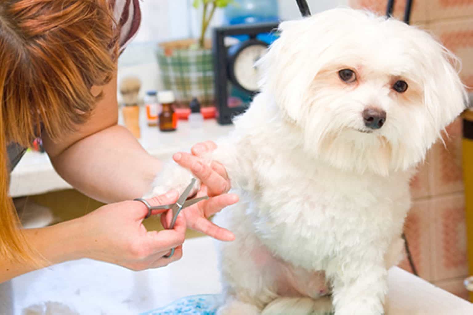 pet grooming near me petco In store careers