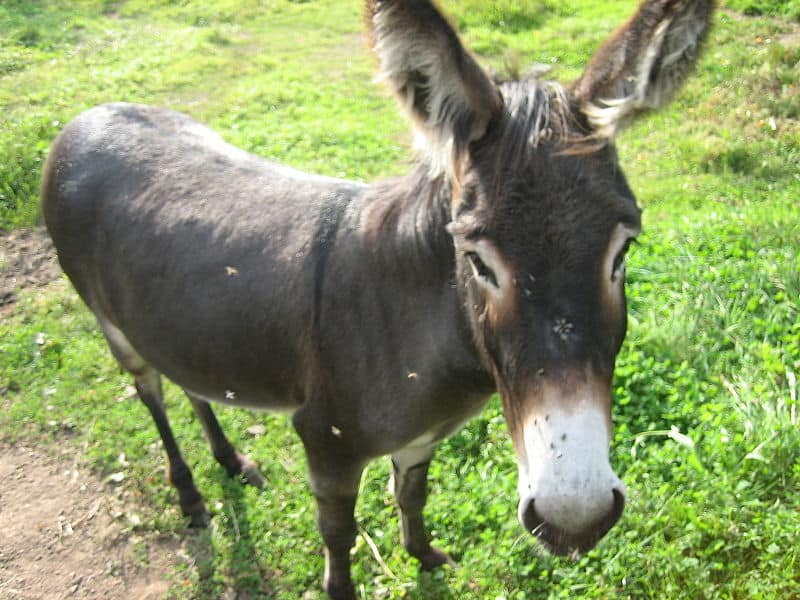 what animal is a donkey Poitou donkey