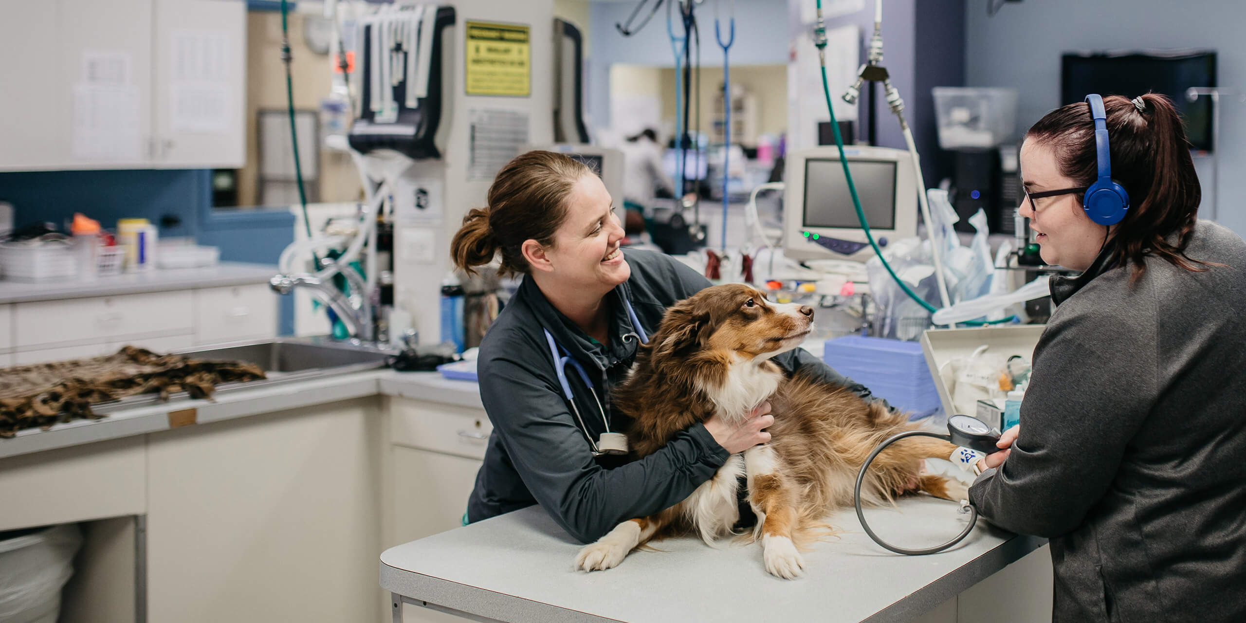 pet clinics near me Petlovers – animal clinic