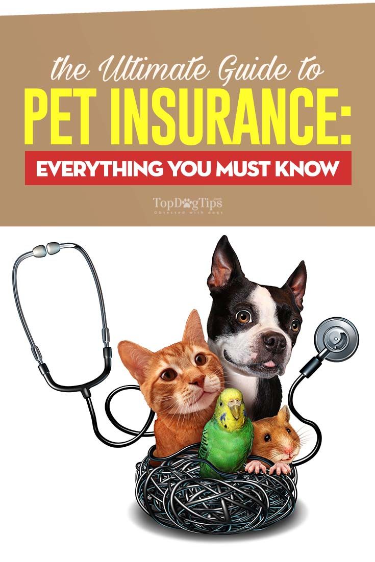 dog pet insurance Is dog insurance worth it? (basics)