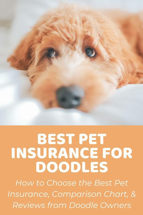 pet insurance for older pets Average cost of dog insurance 2020