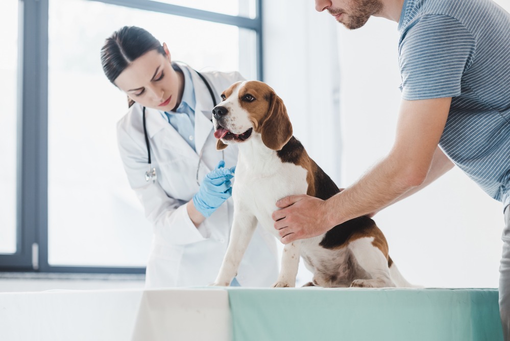 pet clinic close to me Cre investors are turning their attention to veterinary clinics