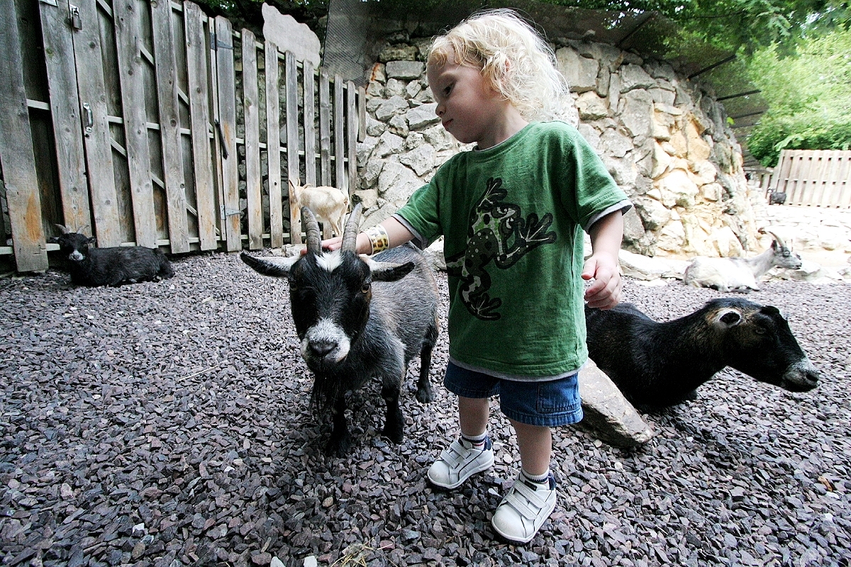 petting zoo Petting zoo animals hire au cute choose board