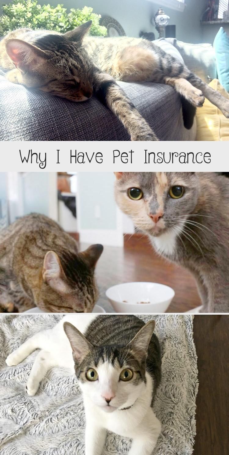 pet insurance for cats Do you need pet insurance for your cats?