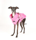 Puppia Wilkes Coat - Image 4