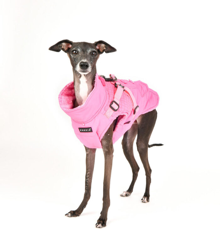 Puppia Wilkes Coat - Image 4